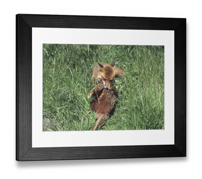 Framed Print : Fox with pheasant Kent Framed Print : Fox with pheasant Kent