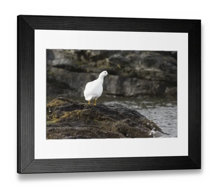 Framed Print : Kelp Goose Chloephaga hybrida male on shore Tierra del Fuego NP Argentina November Framed Print : Kelp Goose Chloephaga hybrida male on shore Tierra del Fuego NP Argentina November