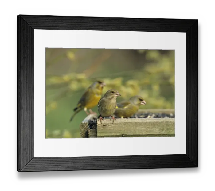 Framed Print : Greenfinch on bird table in garden UK spring Framed Print : Greenfinch on bird table in garden UK spring