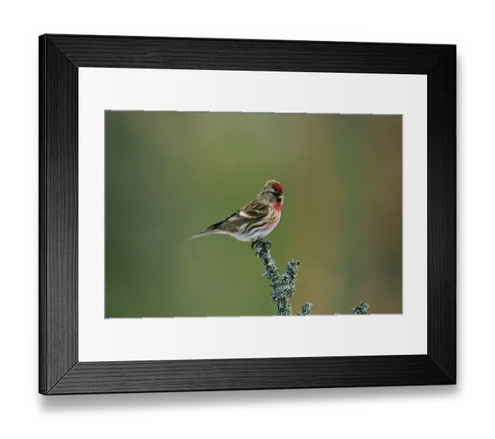 Framed Print : Common Redpoll Carduelis flammea male in breeding plumage Finland