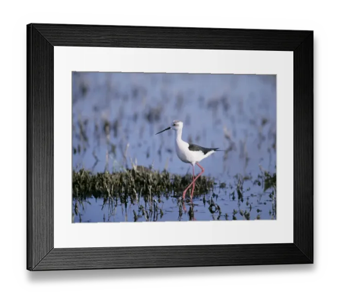 Framed Print : Black-winged Stilt Himantopus himantopus female Greece May Framed Print : Black-winged Stilt Himantopus himantopus female Greece May