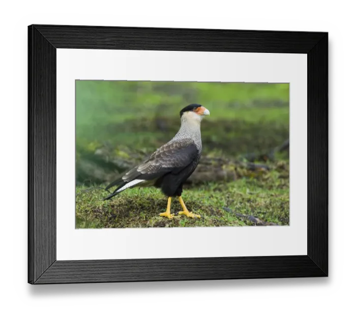 Framed Print : Crested (Southern) Caracara, Caracara piancus, Tierra del Fuego NP, Argentina, November Framed Print : Crested (Southern) Caracara, Caracara piancus, Tierra del Fuego NP, Argentina, November