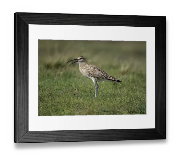 Framed Print : Whimbrel calling Fetlar Shetland summer Framed Print : Whimbrel calling Fetlar Shetland summer