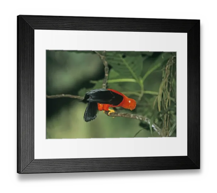 Framed Print : Andean Cock-of-the-Rock male displaying at lek in cloud forest Manu Peru Framed Print : Andean Cock-of-the-Rock male displaying at lek in cloud forest Manu Peru