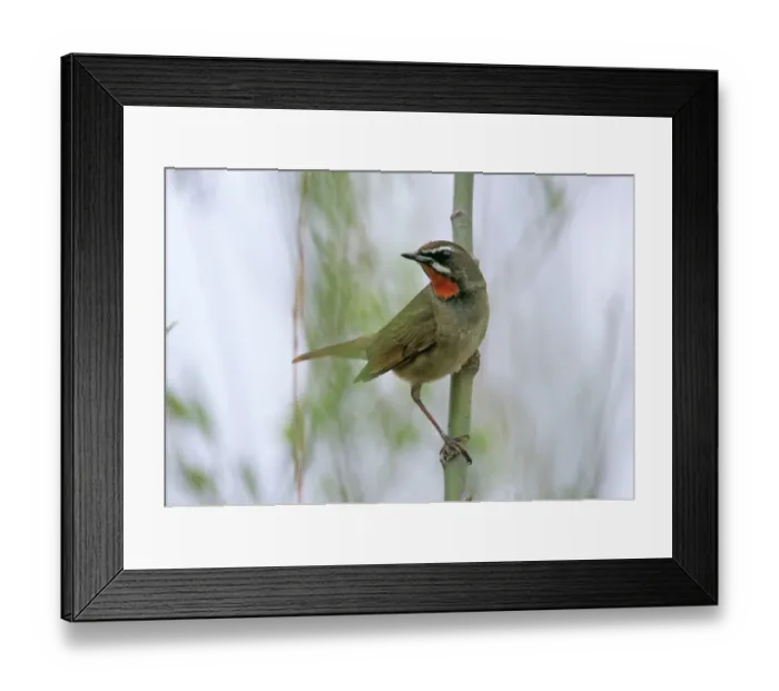 Framed Print : Siberian Rubythroat migrant at Beidaihe China May Framed Print : Siberian Rubythroat migrant at Beidaihe China May