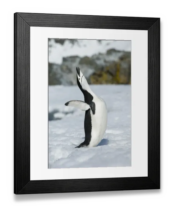 Framed Print : Chinstrap Penguin Pygoscelis antarctica calling in courtship display Half Moon Island