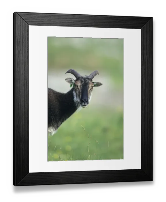 Framed Print : Soay Sheep Hirta St Kilda