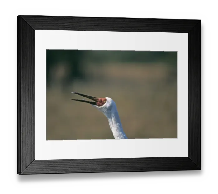 Framed Print : Siberian Crane calling Bharatpur N India winter Framed Print : Siberian Crane calling Bharatpur N India winter
