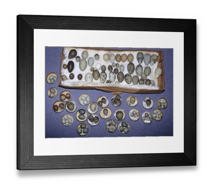 Framed Print : 02808dt. Historic collection of British Birds eggs belonging to British Museum
