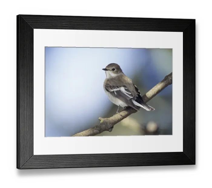 Framed Print : Pied Flycatcher Ficedula hypoleuca autumn migrant Northumberland October Framed Print : Pied Flycatcher Ficedula hypoleuca autumn migrant Northumberland October
