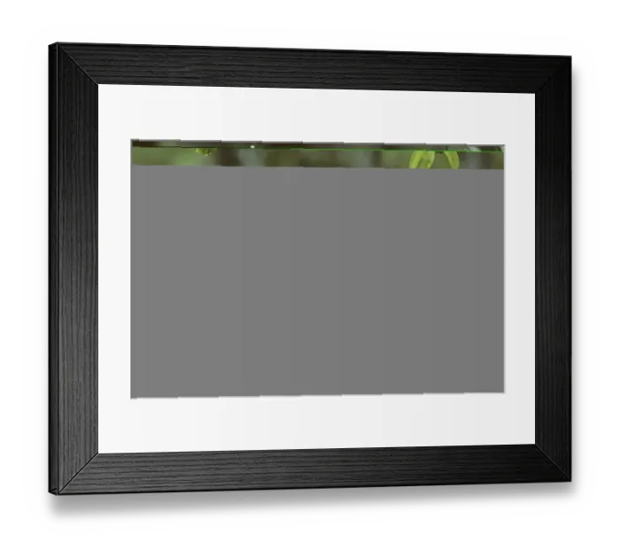 Framed Print : Mealy Parrot Costa Rica Framed Print : Mealy Parrot Costa Rica