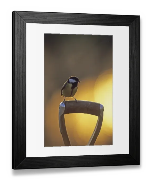 Framed Print : Great Tit on fork handle in garden winter Framed Print : Great Tit on fork handle in garden winter
