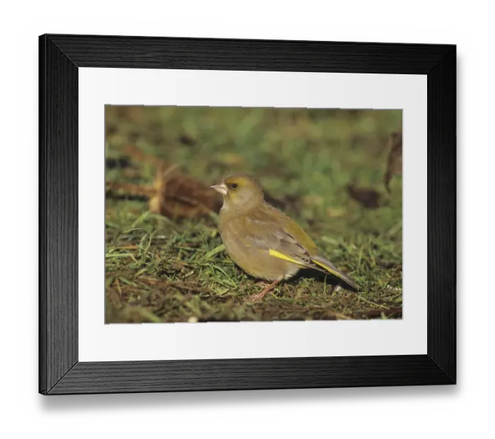 Framed Print : Greenfinch in garden UK winter Framed Print : Greenfinch in garden UK winter
