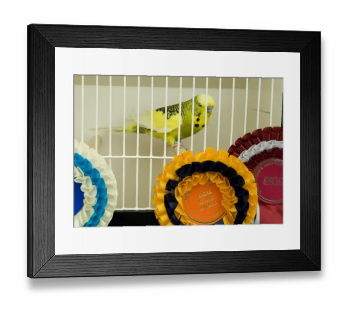 Framed Print : Budgerigar in show - Royal Norfolk Show Framed Print : Budgerigar in show - Royal Norfolk Show