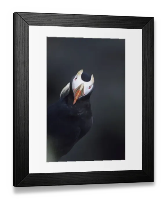Framed Print : Tufted Puffin St Paul Island Pribilof Islands Alaska August