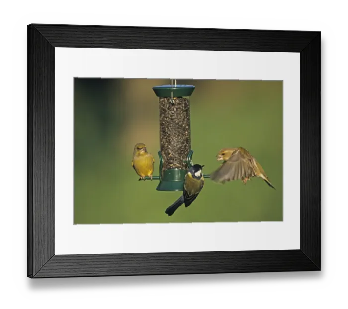 Framed Print : Greenfinches and Great Tit at seed feeder Kent UK winter Framed Print : Greenfinches and Great Tit at seed feeder Kent UK winter