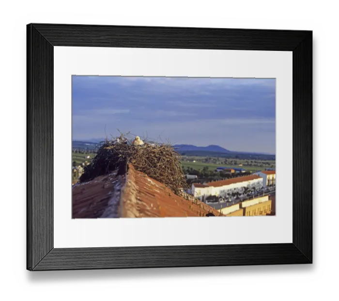Framed Print : White Stork on rooftop nest in central Spain Framed Print : White Stork on rooftop nest in central Spain