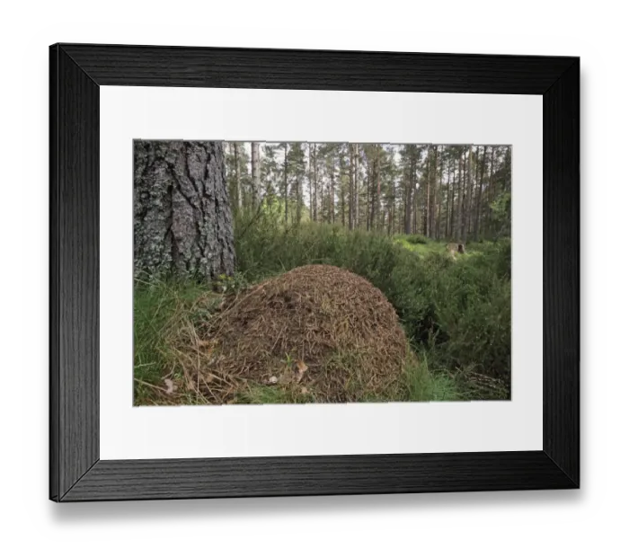 Framed Print : Wood Ants nest in Abernethy forest Speyside Scotland Framed Print : Wood Ants nest in Abernethy forest Speyside Scotland