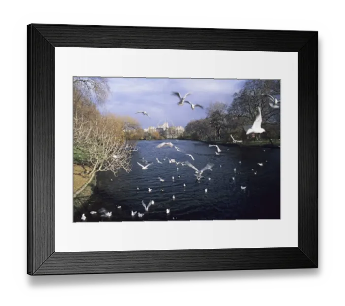 Framed Print : 02819dt. Black-headed Gulls in St James Park London winter Framed Print : 02819dt. Black-headed Gulls in St James Park London winter