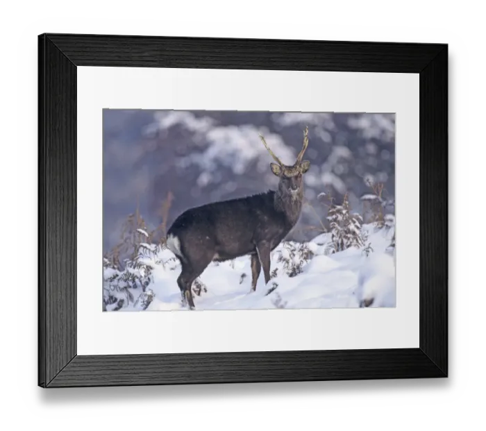 Framed Print : Sika stag in winter Kent UK