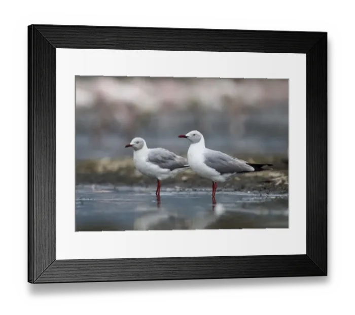 Framed Print : Grey-headed Gull Larus cirrocephalus Lake Nakuru Kenya July Framed Print : Grey-headed Gull Larus cirrocephalus Lake Nakuru Kenya July