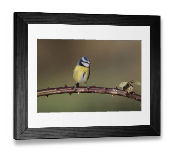 Framed Print : Blue Tit UK winter Framed Print : Blue Tit UK winter