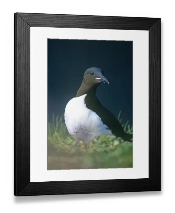 Framed Print : Brunnichs Guillemot Hornoya Norwat May Framed Print : Brunnichs Guillemot Hornoya Norwat May