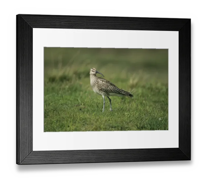 Framed Print : Whimbrel Numenius phaeopus Fetlar Shetland June Framed Print : Whimbrel Numenius phaeopus Fetlar Shetland June