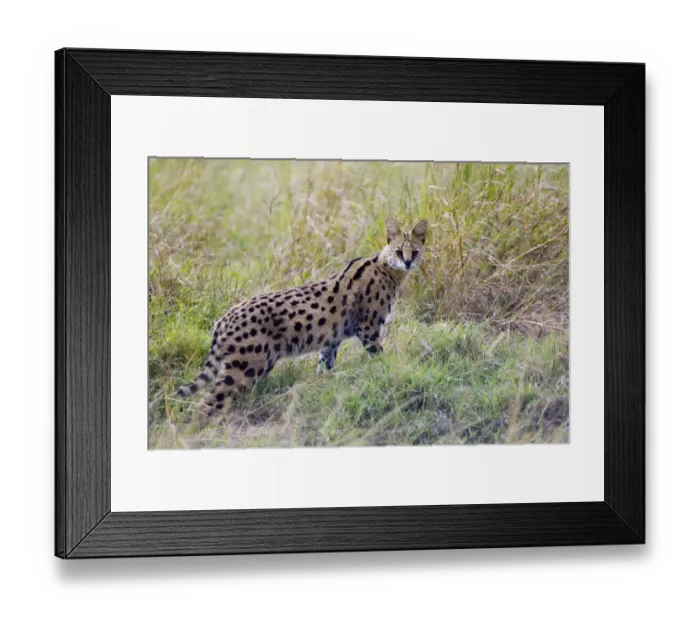 Framed Print : Serval Masai Mara Kenya Framed Print : Serval Masai Mara Kenya