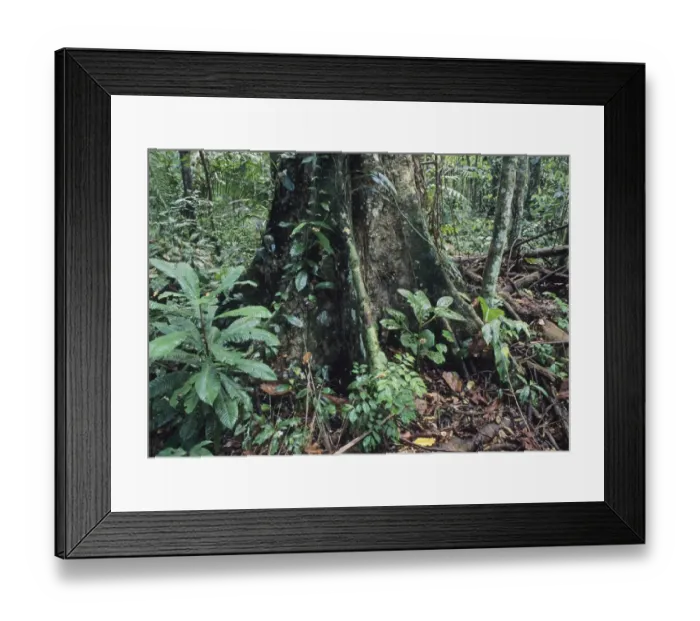 Framed Print : Large emergent tree in lowland tropical rainforest Manu Peru Framed Print : Large emergent tree in lowland tropical rainforest Manu Peru