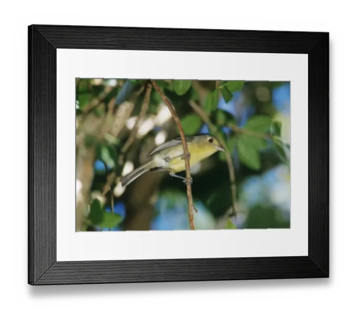 Framed Print : Cuban Vireo Cuba November Framed Print : Cuban Vireo Cuba November