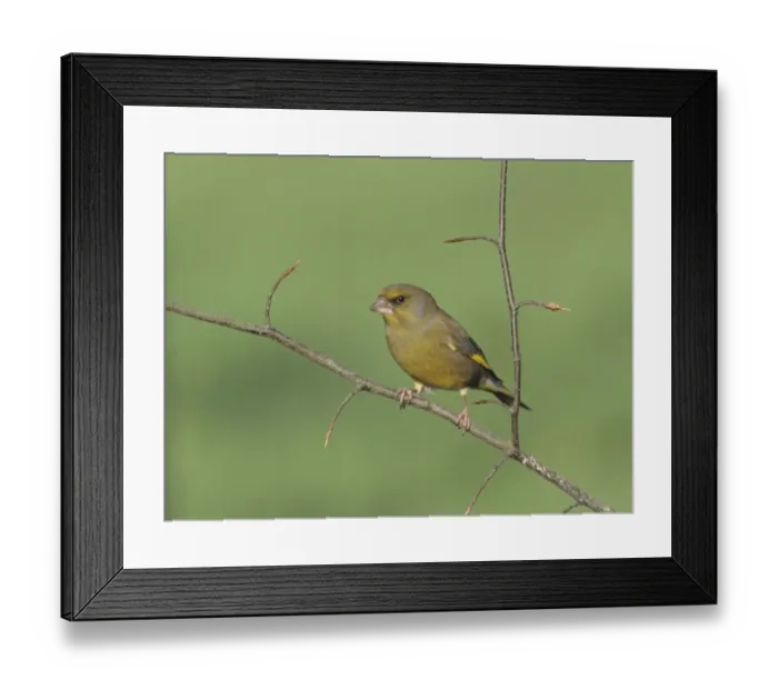 Framed Print : Greenfinch Chloropus carduelis in autumn Framed Print : Greenfinch Chloropus carduelis in autumn