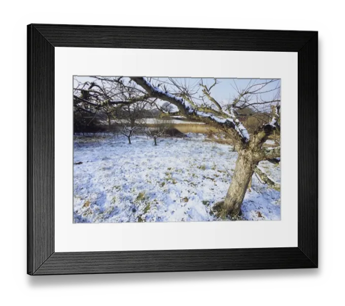 Framed Print : Orchard in winter Kent Framed Print : Orchard in winter Kent