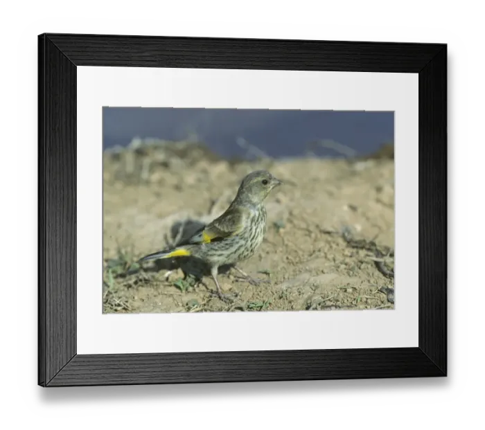 Framed Print : Oriental Greenfinch Hebei China May Framed Print : Oriental Greenfinch Hebei China May
