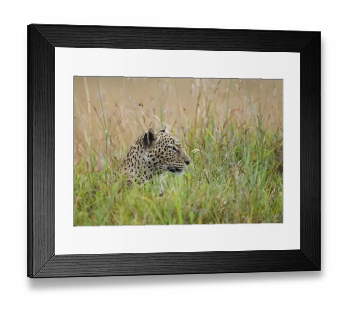 Framed Print : Leopard Masai Mara Kenya Framed Print : Leopard Masai Mara Kenya