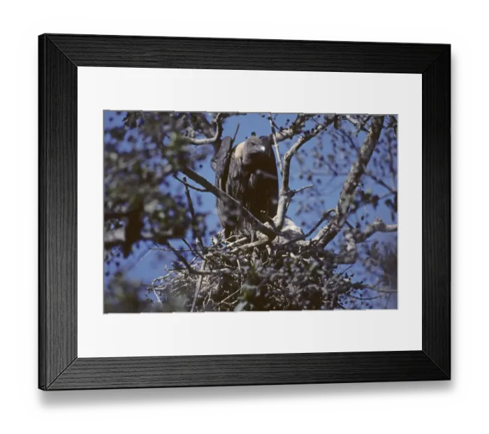 Framed Print : Indian White-backed Vulture at nest Bharatpur India 1990