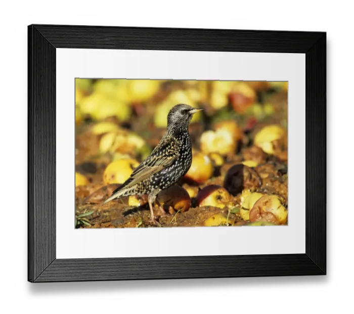 Framed Print : Starling Sturnus vulgarus feeding on windfall apples in garden in orchard Kent autumn Framed Print : Starling Sturnus vulgarus feeding on windfall apples in garden in orchard Kent autumn