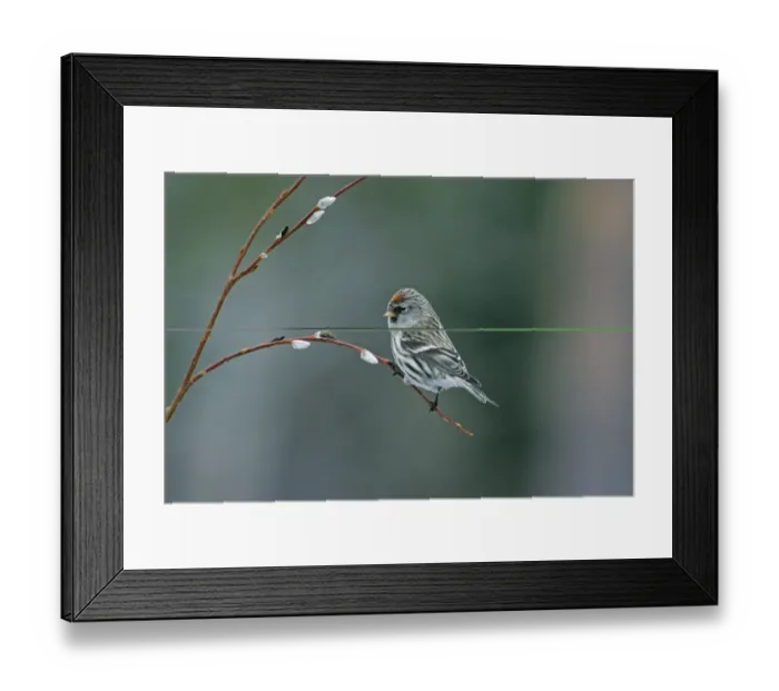 Framed Print : Common Redpoll Carduelis flammea Finland Framed Print : Common Redpoll Carduelis flammea Finland