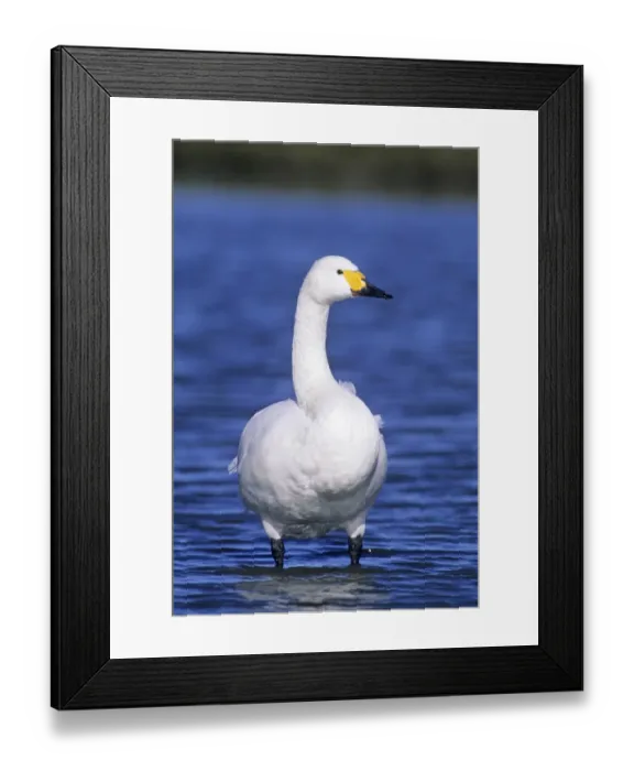 Framed Print : Bewicks Swan Slimbridge Glos winter Framed Print : Bewicks Swan Slimbridge Glos winter
