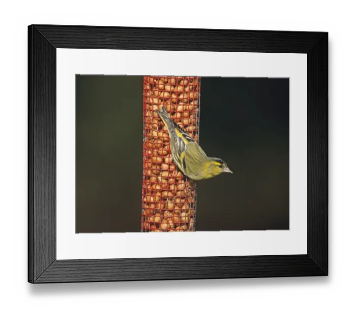 Framed Print : Siskin on nut feeder in garden winter UK Framed Print : Siskin on nut feeder in garden winter UK
