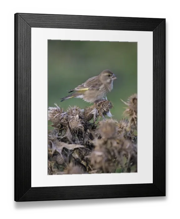 Framed Print : Greenfinch Chloropus carduelis feeding on thistle heads in autumn on Fair Isle Shetland Framed Print : Greenfinch Chloropus carduelis feeding on thistle heads in autumn on Fair Isle Shetland