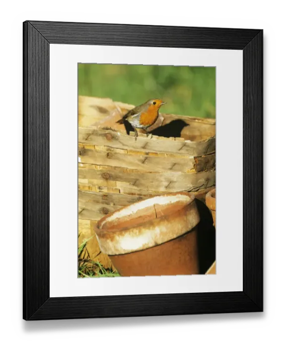 Framed Print : 02679dt. Robin Erithacus rubecula in garden UK