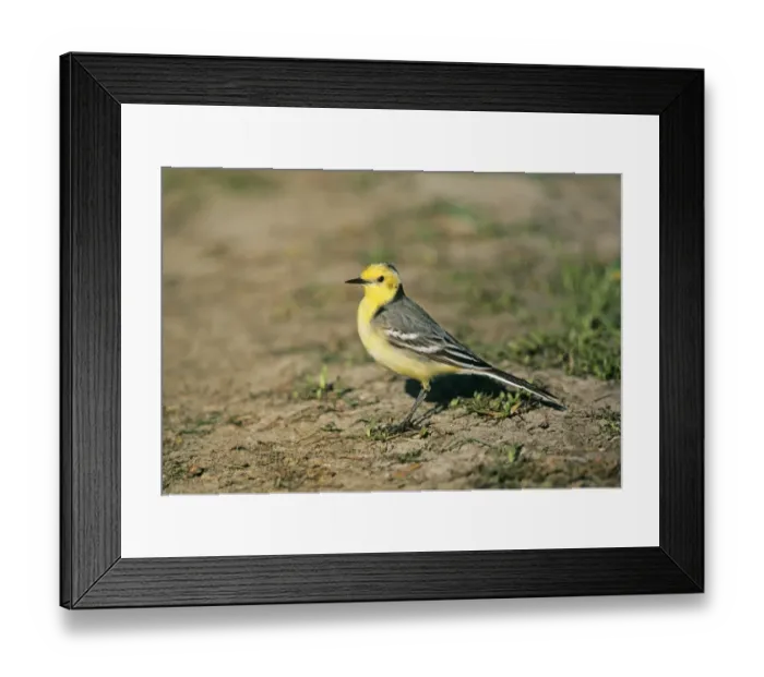Framed Print : Citrine Wagtail Motacilla citreola male migrant Lesbos Greece April Framed Print : Citrine Wagtail Motacilla citreola male migrant Lesbos Greece April