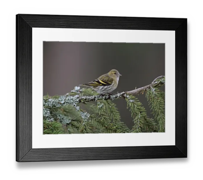 Framed Print : Siskin carduelis spinus female UK winter Framed Print : Siskin carduelis spinus female UK winter