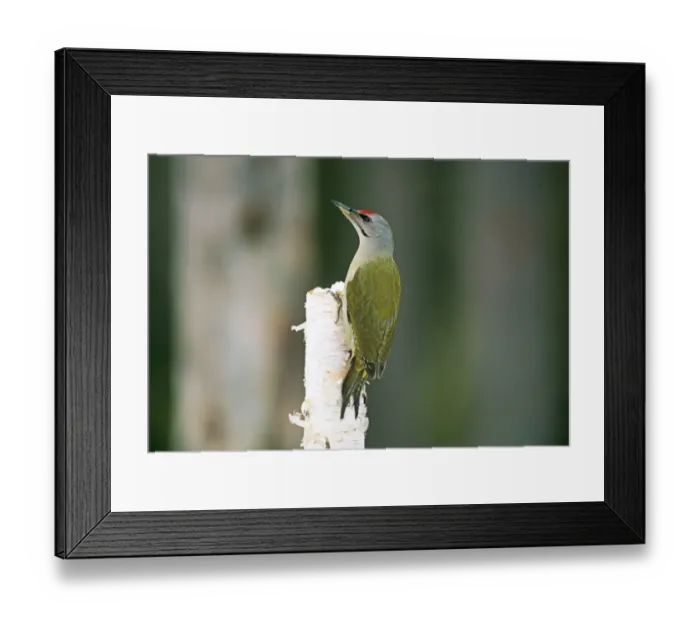 Framed Print : Grey-headed Woodpecker Picus canus adult male Finland winter Framed Print : Grey-headed Woodpecker Picus canus adult male Finland winter