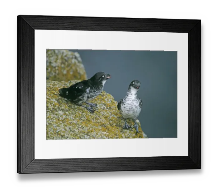 Framed Print : Least Auklets St Paul Island Pribilof Islands Alaska August Framed Print : Least Auklets St Paul Island Pribilof Islands Alaska August