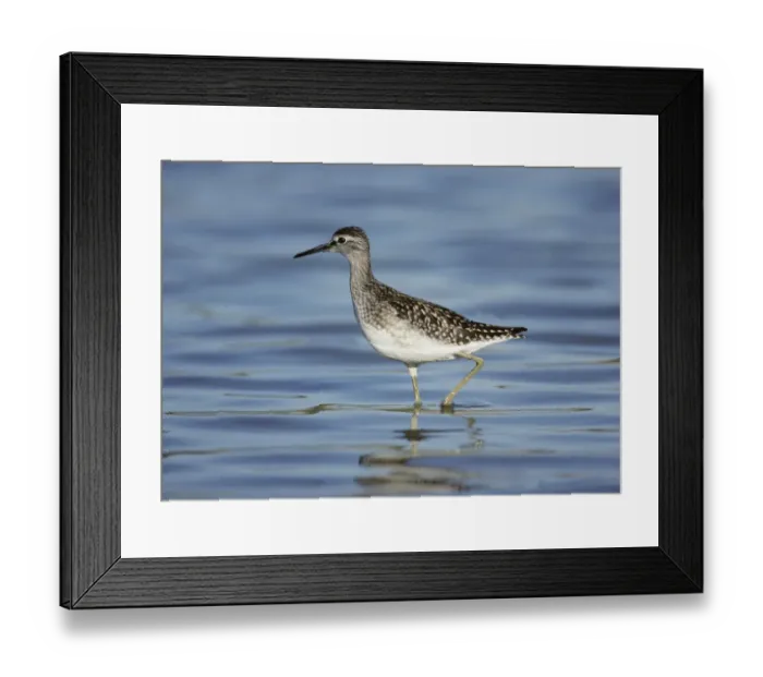 Framed Print : Wood Sandpiper Tringa glareola juvenile August Kent Framed Print : Wood Sandpiper Tringa glareola juvenile August Kent