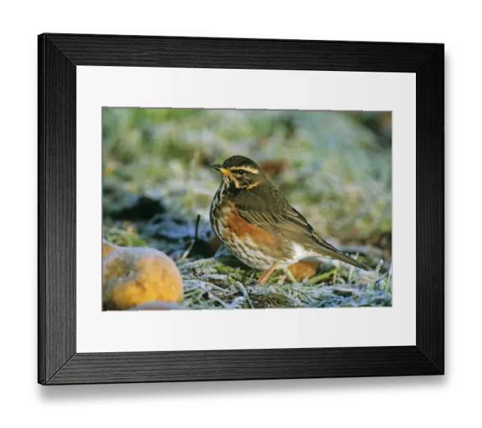 Framed Print : Redwing feeding on fallen apples in winter UK Framed Print : Redwing feeding on fallen apples in winter UK