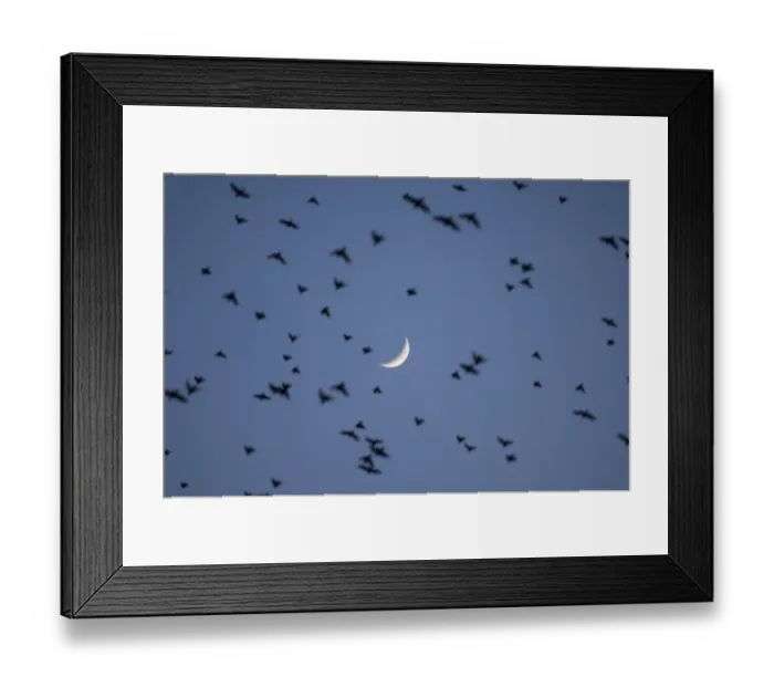 Framed Print : 02859dt. Starlings Sturnus vulgarus going to roost at dusk Minsmere Suffolk winter Framed Print : 02859dt. Starlings Sturnus vulgarus going to roost at dusk Minsmere Suffolk winter