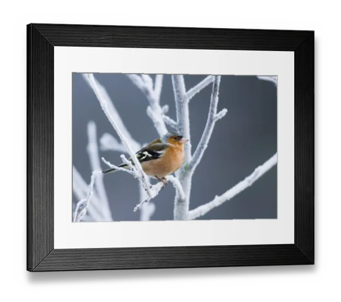 Framed Print : 002797 Framed Print : 002797